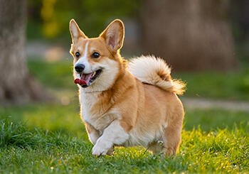 犬部イベント