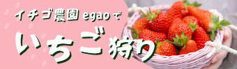 いちご狩り体験