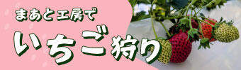 南紀白浜いちご狩り