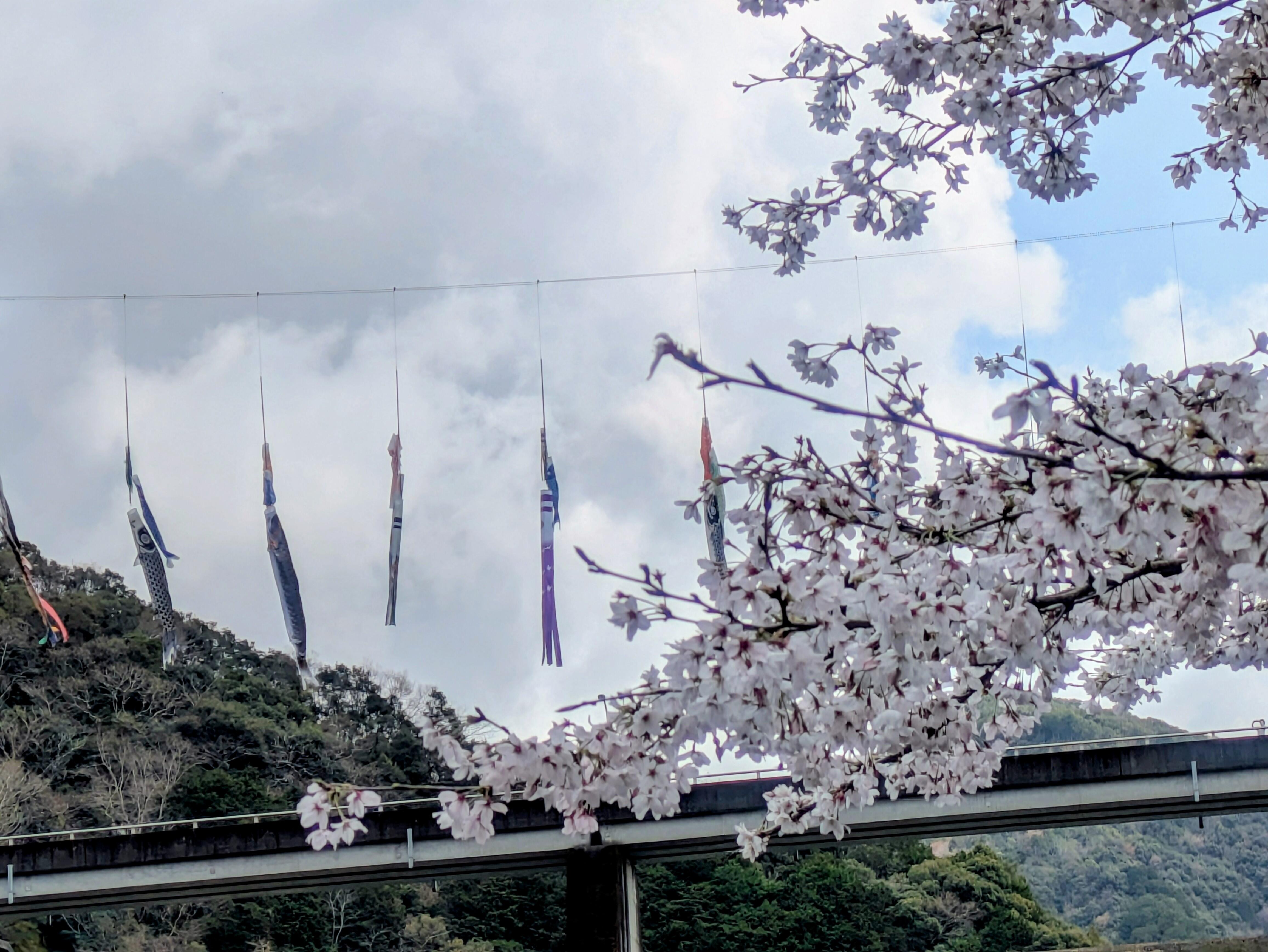 20260331_sakura06.jpg