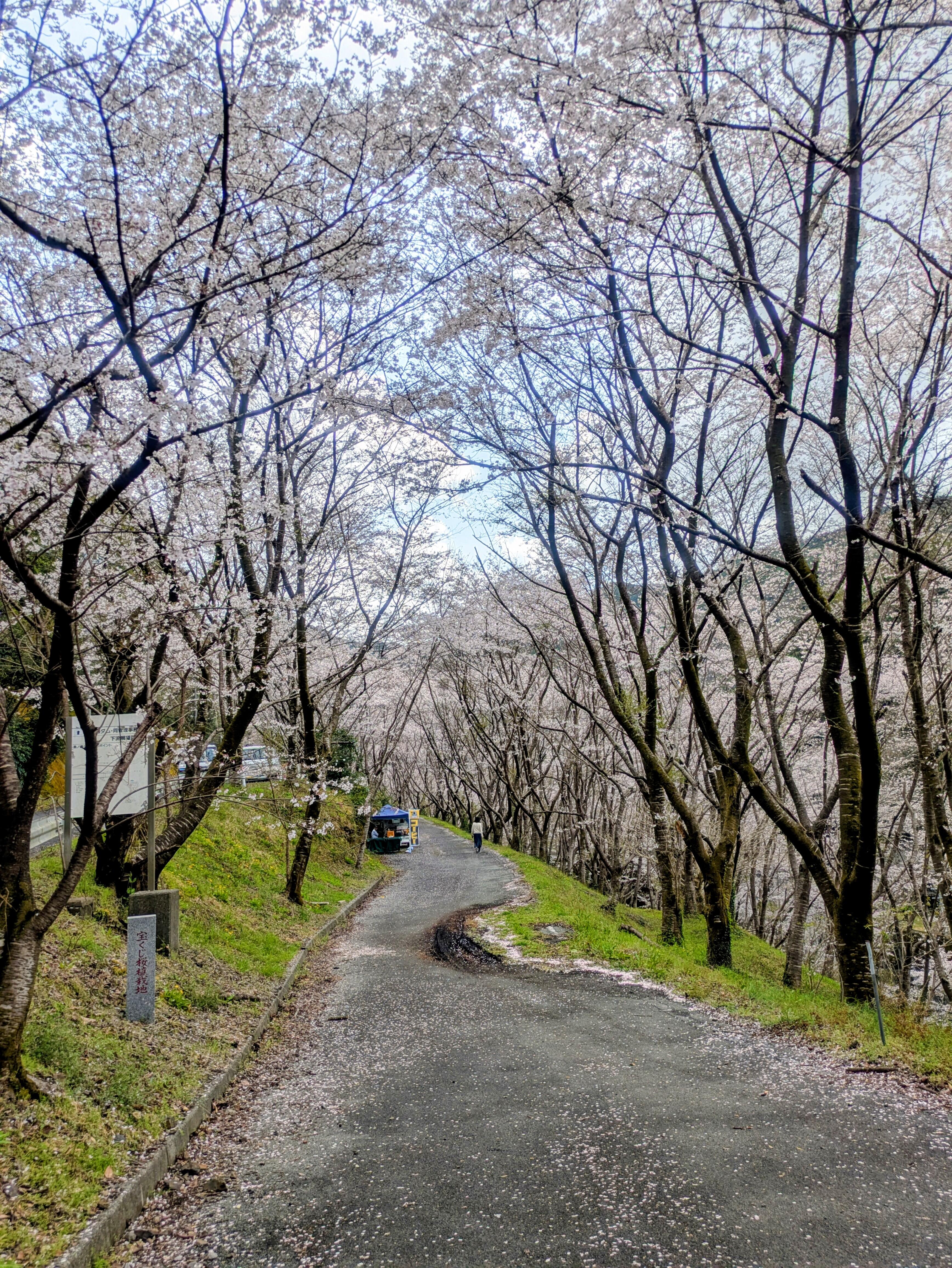 20260331_sakura08.jpg