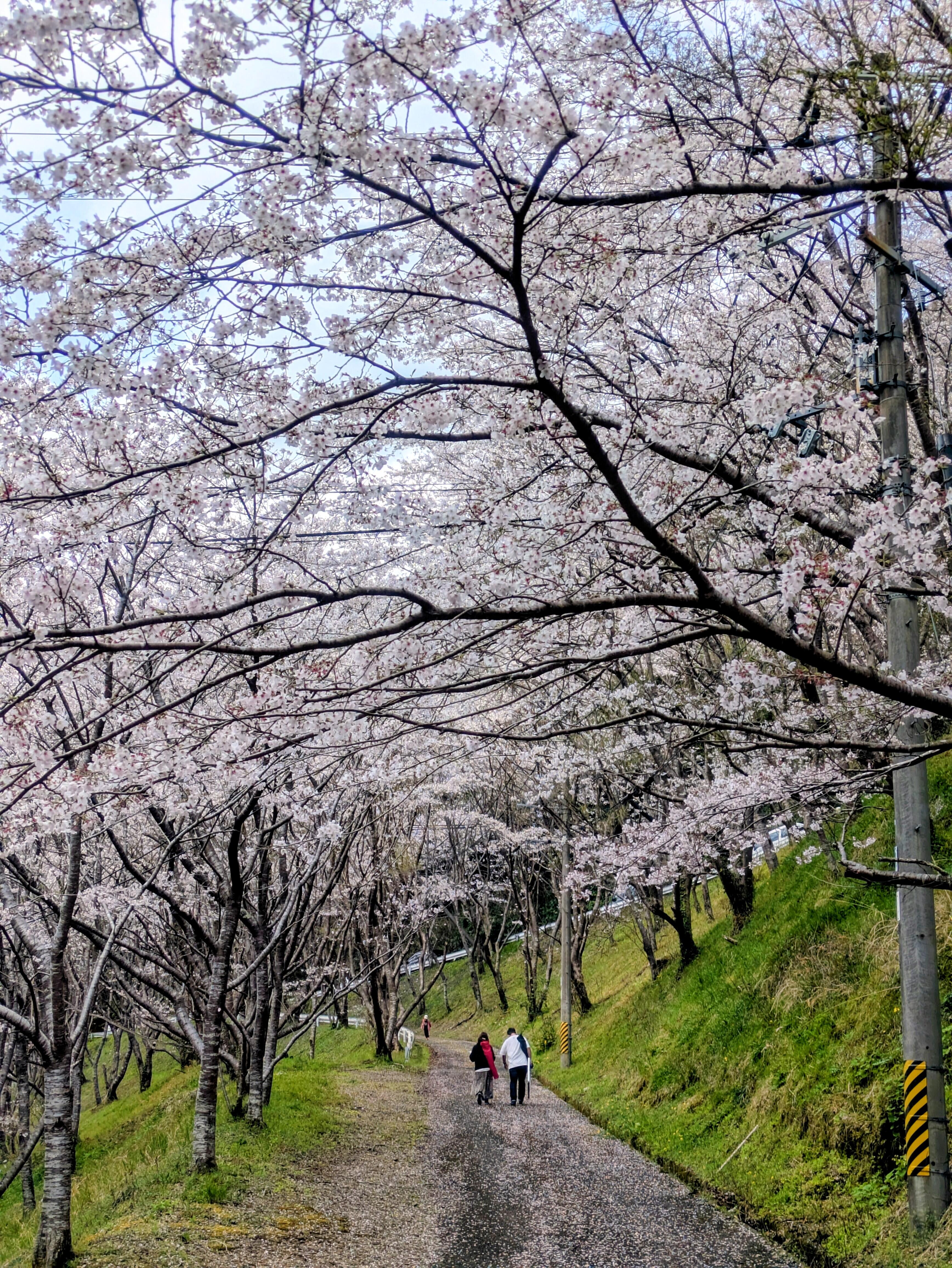 20260331_sakura09.jpg