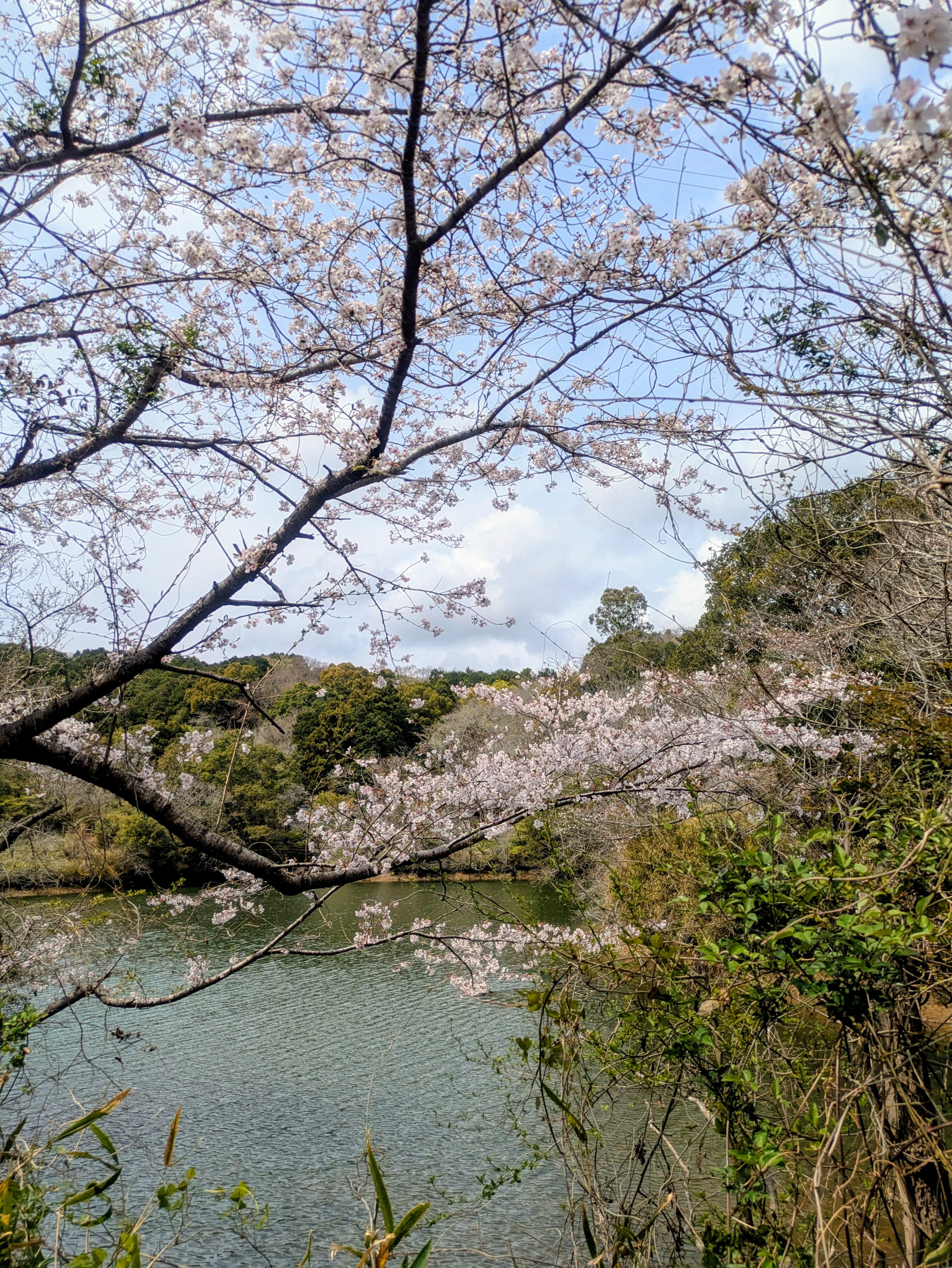 20260401_sakura08.jpg