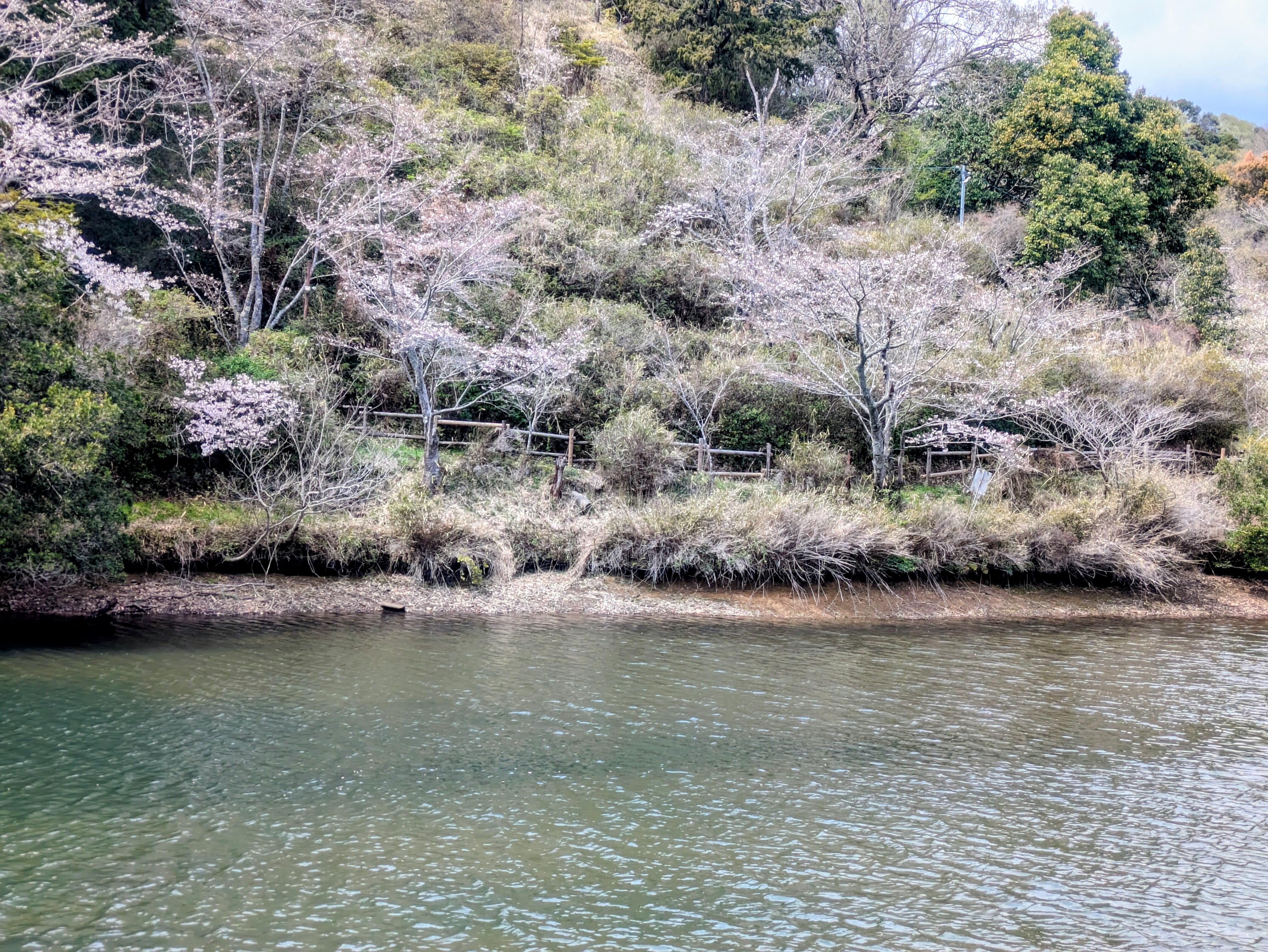 20260401_sakura10.jpg
