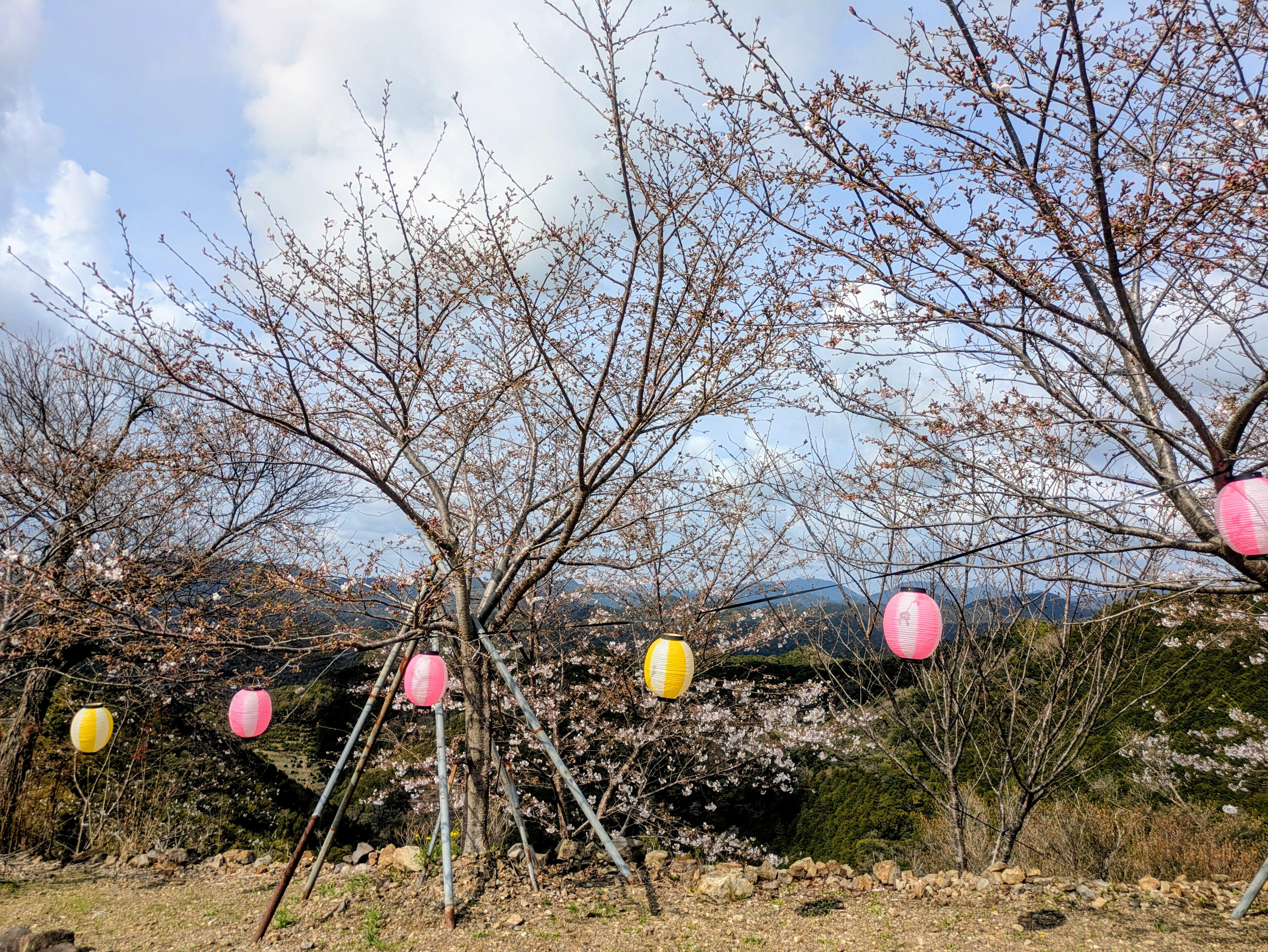 20260401_sakura14.jpg