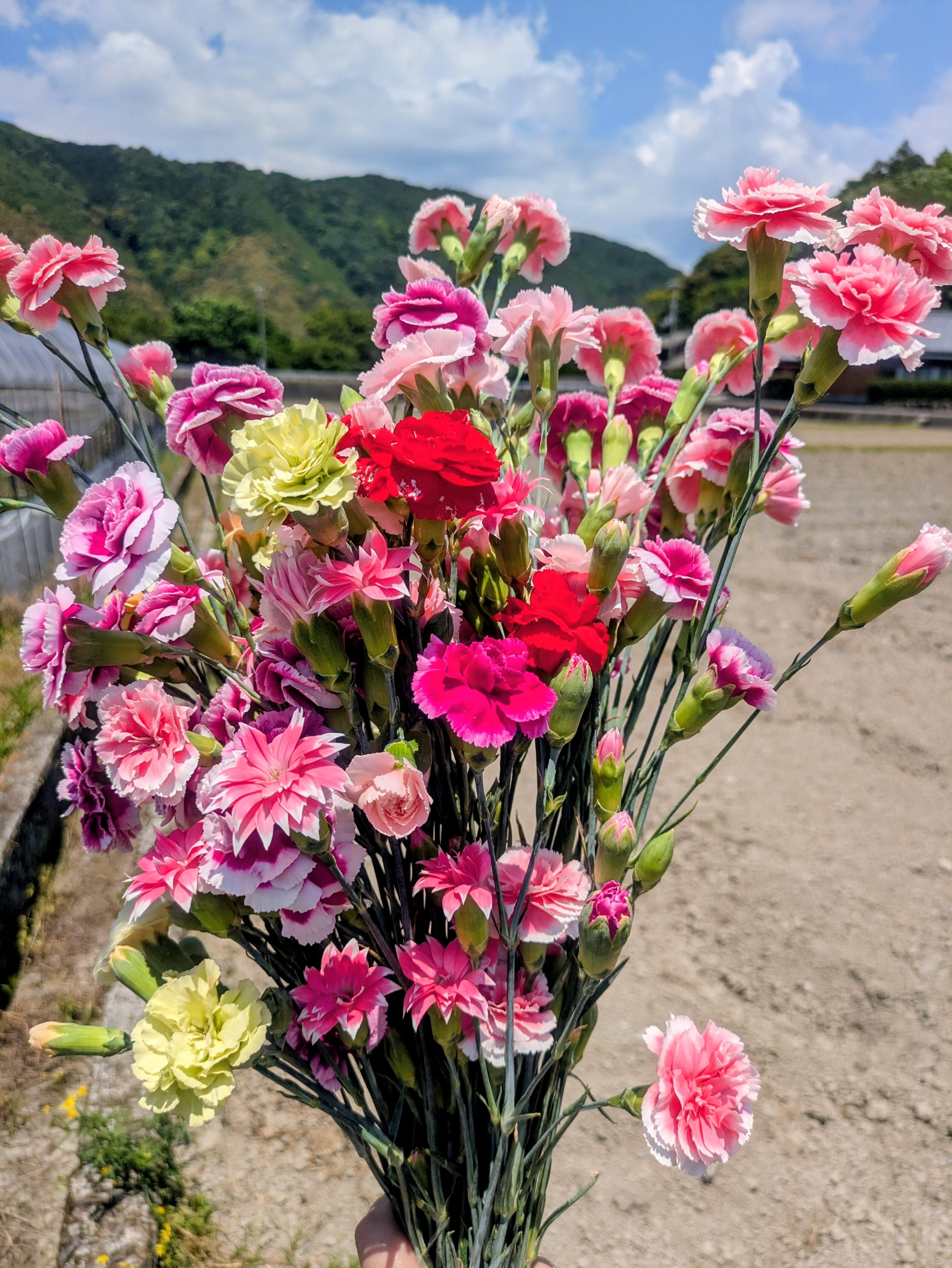 20260517_hana01.jpg
