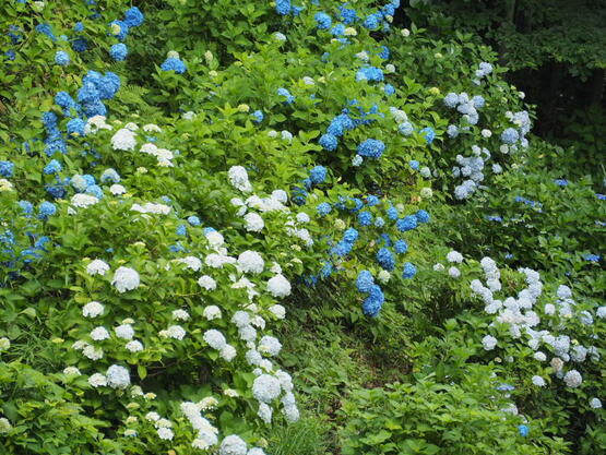 250625ajisai4_tajima.JPG