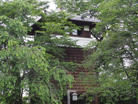 250625ajisai_tajima.JPG