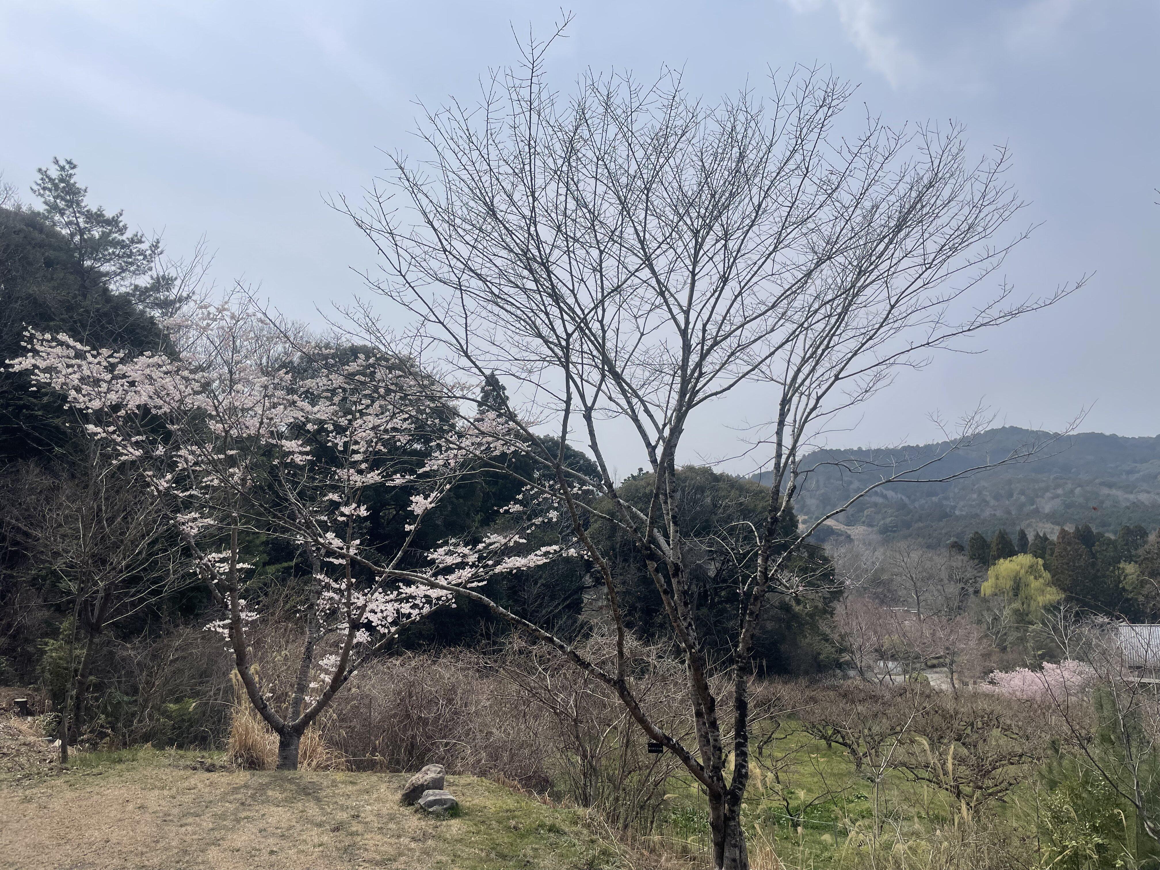 20260410_sunai_sakura.jpg
