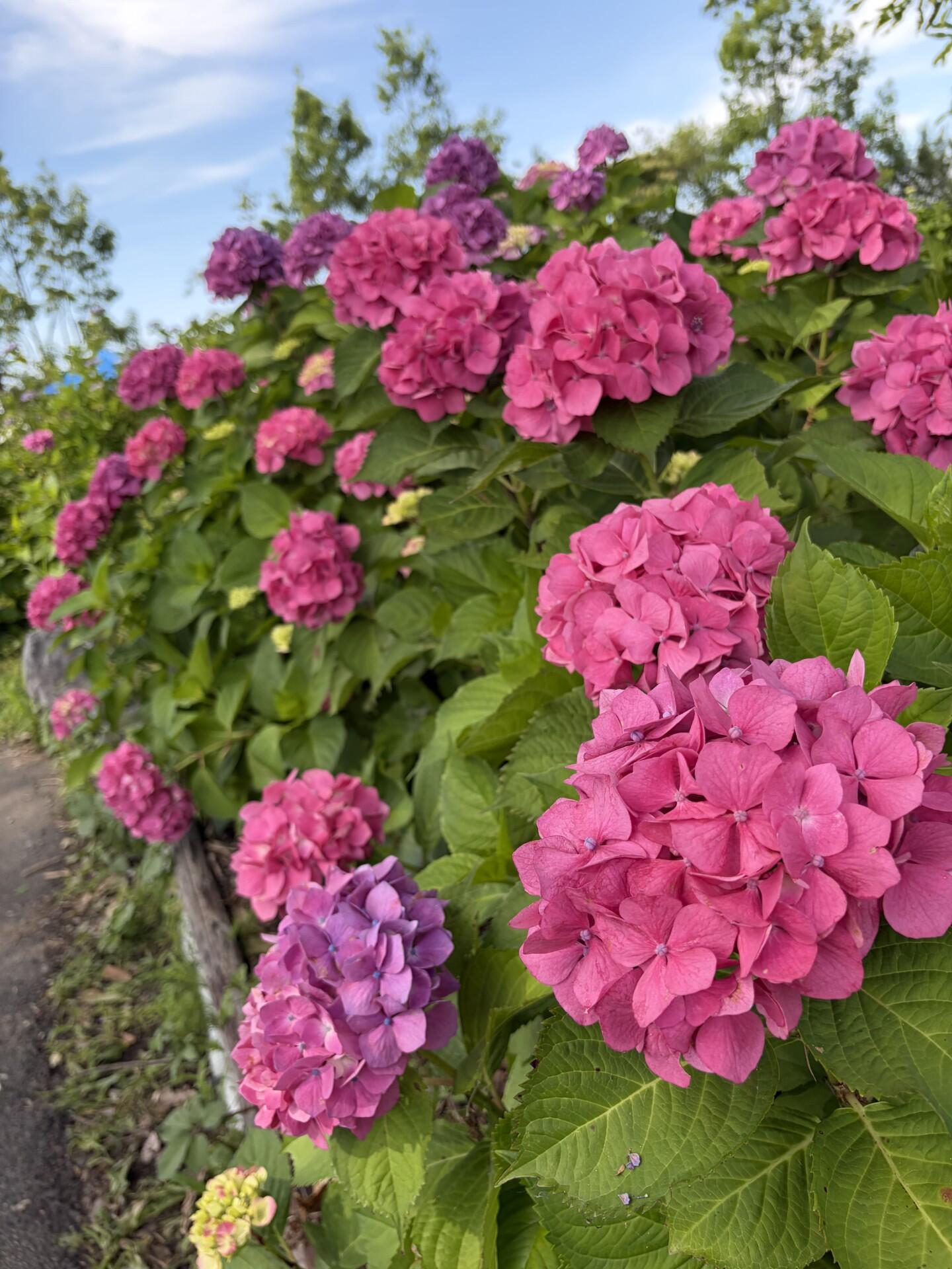 20260611pink.jpg