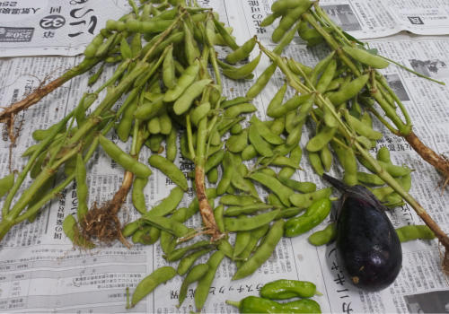 枝豆 収穫