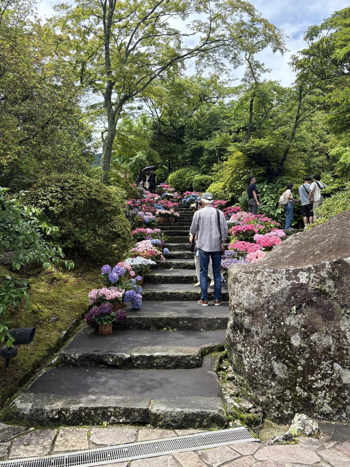 260623Ajisai5.jpg