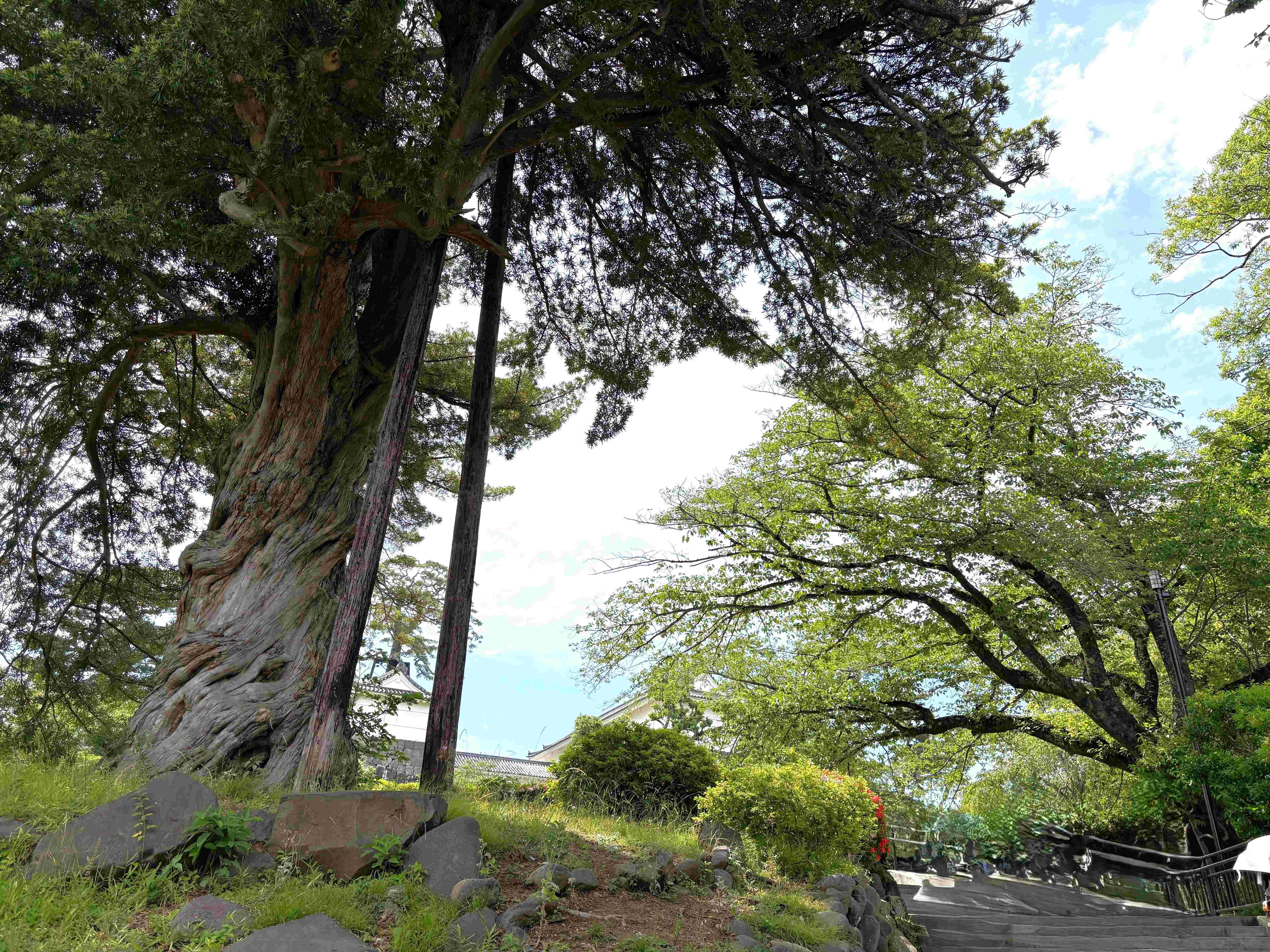 820260604odawara.jpg